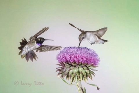 Black-chinned Hummingbird pair feeding at thistle