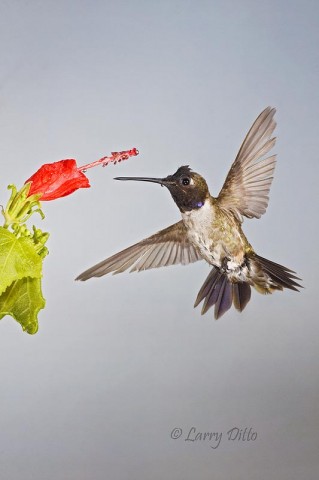 Black-chinned Hummingbird_Larry Ditto_MG_4110 Black-chinned Hummingbird at Seedeater Inn flowers.