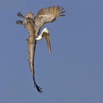 Brown Pelican_Larry Ditto_X0Z3432 Brown Pelican diving