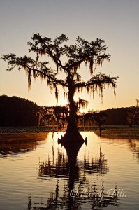 Caddo Lake_Larry Ditto_MG_2563 Cypress and Spanish Moss at Caddo Lake, Texas