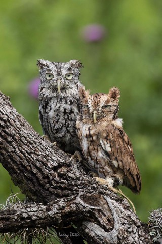 Screech Owls on oak limb
