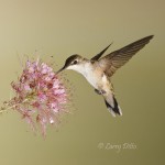Hummer Photo Tour Schedule_Larry Ditto_70K4647 Female Black-chinned Hummingbird at Seedeater Inn, Zapata, Texas
