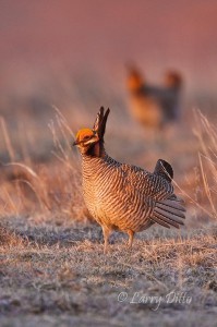 Lesser Prairie Chicken_Larry Ditto_MG_1716 Lesser Prairie Chicken_Larry Ditto_MG_1716
