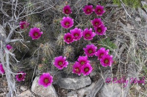 Pitaya Cactus Strawberry (Pitaya) Cactus in April at Hoak Ranch