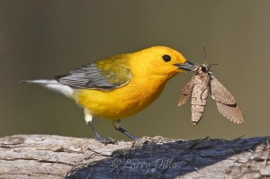 Prothonotary Warbler_Larry Ditto_70K9770 Prothonotary Warbler with moth