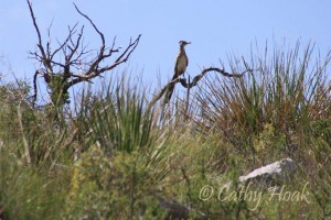Roadrunner_IMG_9697 Roadrunner in the beargrass, Hoak Ranch, Texas