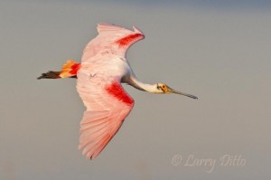 Roseate Spoonbill_Larry Ditto_70K1697 Roseate Spoonbill landing at Rookery