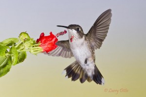 Ruby-throated Hummingbird_Larry Ditto_MG_6151 Juvenile Ruby-throated Hummingbird at Turk's cap flower.