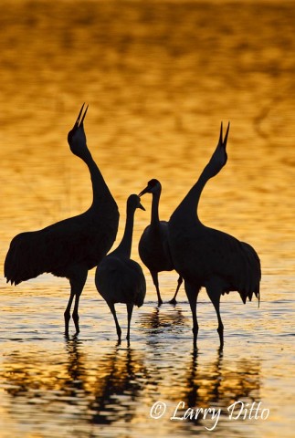 Sandhill Cranes_Larry Ditto_70K1931 Sandhill Crane Unison Call