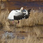 Snow Goose_Larry Ditto_70K0336 Snow Goose in marsh.