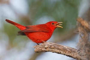 Summer Tanager_Larry Ditto_70K8604 Summer Tanager singing