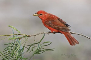 Summer Tanager_Larry Ditto_X0Z6125 Summer Tanager_Larry Ditto_X0Z6125