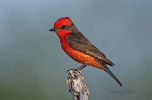 Vermilion Flycatcher_Larry Ditto_X0Z5875 male Vermilion Flycatcher