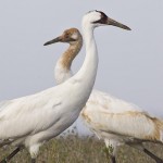 Whooping Cranes_Larry Ditto_X0Z1882 Whooping Cranes_Larry Ditto_X0Z1882