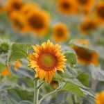 Cultivated Sunflowers near McCook, Texas in early Summer