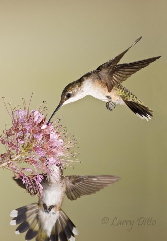 Black-chinned Hummingbirds feeding at Rocky Mountain Bee Plant bloom, Zapata, Texas