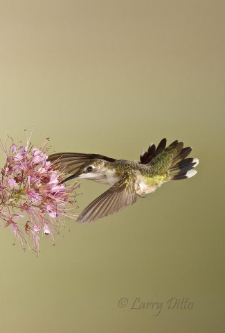 Black-chinned Hummingbird feed at flowers on Rocky Mountain Bee Plant in Zapata, Texas