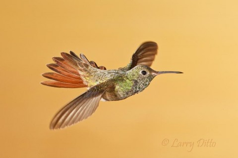 Hummers on the Wing