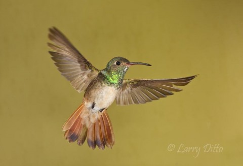 Buff-bellied Hummingbird in autumn, McAllen, Texas 