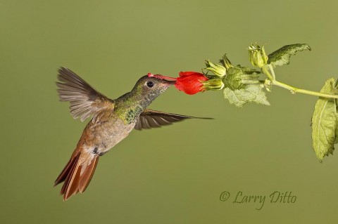 Buff-bellied Hummingbird feeding at Turk's Cap, south Texas
