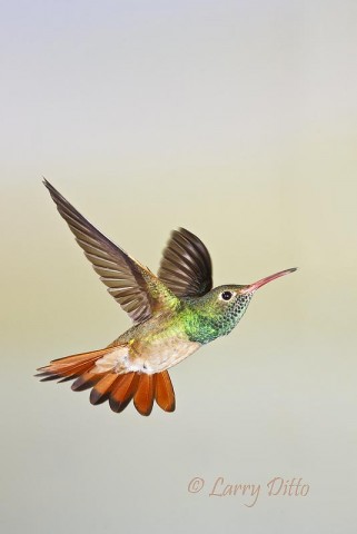 Adult Buff-bellied Hummingbird in flight, McAllen, Texas