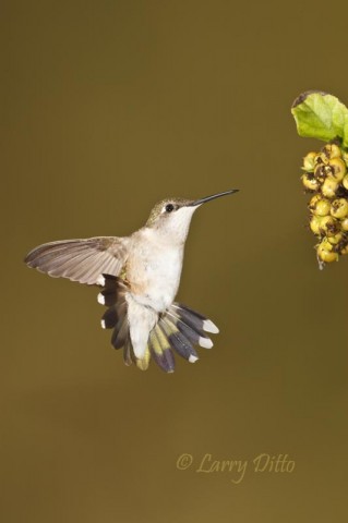 Ruby-throated Hummingbird working its way around the fruits of an Anaqua tree in south Texas