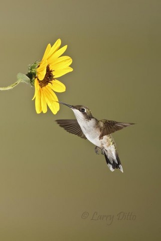 Young Ruby-throated Hummingbird feeding at sunflower in autumn, south Texas.