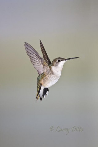 Juvenile female Ruby-throated Hummingbird hovering near feeder.