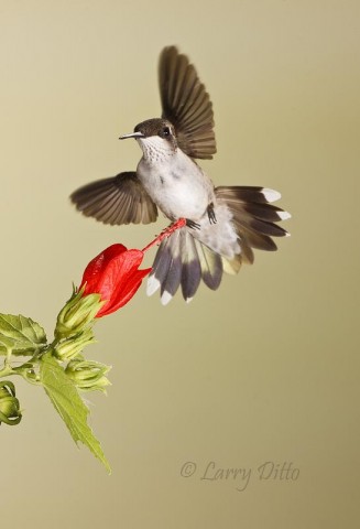 Ruby-throated Hummingbird hovering near Turk's Cap bloom.
