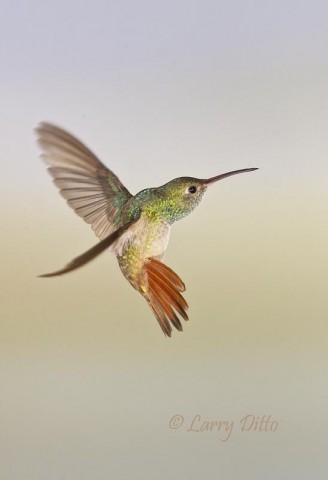 Buff-bellied Hummingbird hovering