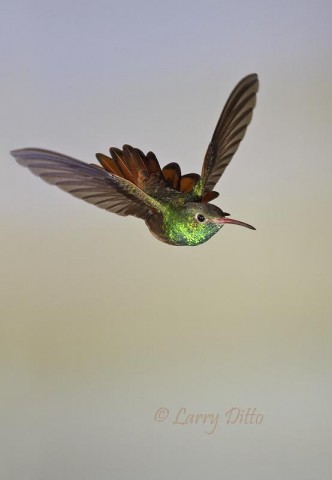 Hummers & Butterflies