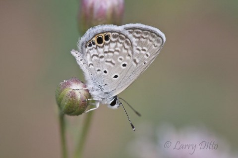 Ceraunus Blue_Larry Ditto_MG_4112 Ceraunus Blue warming on a flower bud.