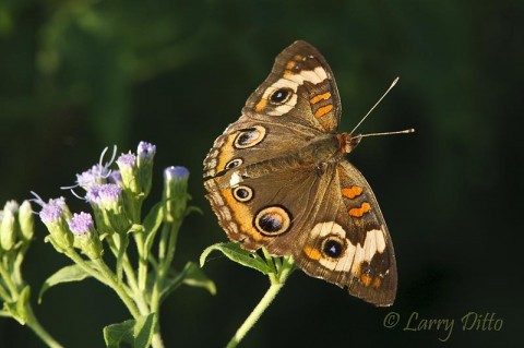 Common Buckeye_Larry Ditto_70K4954 Common and Tropical Buckeyes (this one is a common) were feeding on mistflower at Estero Llano Grande State Park in Weslaco where I took this shot.