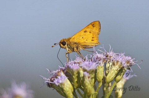 Fiery Skipper_Larry Ditto_MG_5508 The dime-sized Fiery Skipper usually requires a close-up lens of the addition of a 1.4X teleconverter to my 300 mm lens to get adequate magnification.