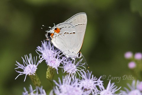Gray Hairstreak_Larry Ditto_MG_5726 Most of the butterflies like this Gray Hairstreak seem to prefer feeding on mist flower, even when a variety of flowers are available.
