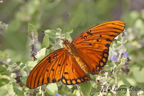 Gulf Fritillary_Larry Ditto_MG_4215 Same fritillary butterfly as above, waiting for new wings to stiffen