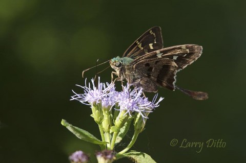Long-tailed Skipper_Larry Ditto_MG_5276 The Long-tailed Skippers appears drab until maginified with the lens. Then, its wing markings and beautiful, aqua-colored head and thorax are more obvious.