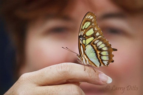 Malachite_Larry Ditto_70K5580 The Rio Grande Valley is the northern extent of the Malachte butterfly's range, so we Texans don't see them often. I was surprised when this one readily crawled onto someone's finger for photos.