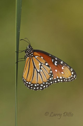 This Queen was sunning on a cattail at the edge of a marsh in the Estero Llano Grande State Park in Weslaco.