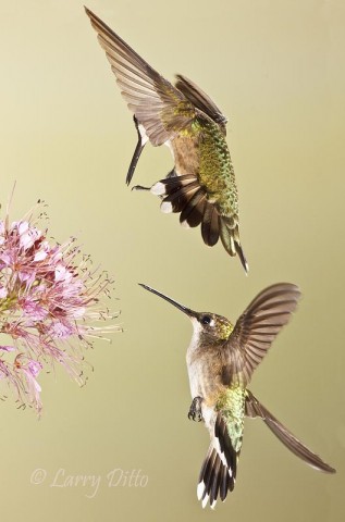 Ruby-throated & Black-chinned Hummingbirds_Larry Ditto_MG_4607 Crowded airspace around Rocky Mountain Bee Plant flowers
