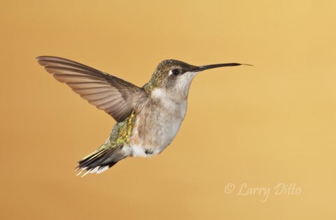 Ruby-throated Hummingbird_Larry Ditto_70K1151 Ruby-throated Hummingbird flicking tongue as it backs away from feeder.