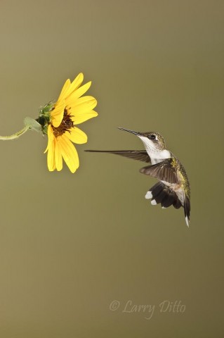 Ruby-throated Hummingbird_Larry Ditto_70K4664 Ruby-throated Hummingbird hovering at a sunflower.