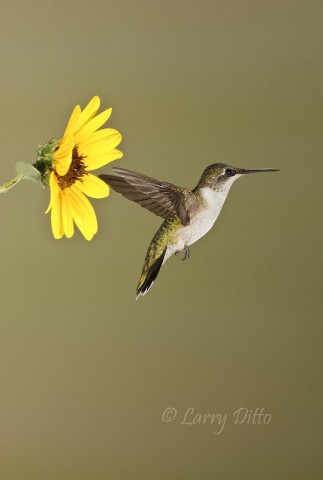 Ruby-throated Hummingbird_Larry Ditto_70K4704 Ruby-throated Hummingbird guarding "his" sunflower.