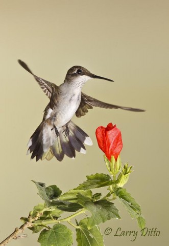 Ruby-throated Hummingbird_Larry Ditto_MG_4520 Ruby-throated Hummingbird hovering over Turk's Cap