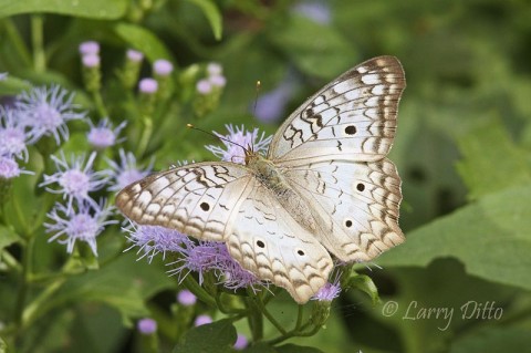 White Peacock_Larry Ditto_MG_5643 White Peacock butterflies are large and relatively easy to approach for photography.