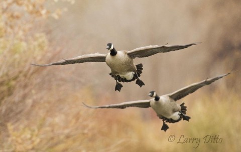 Canada Goose_Larry Ditto_70K2613 Canada Geese landing near the Rio Grande in central New Mexico.