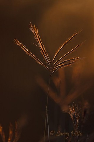 King Ranch Bluestem_Larry Ditto_70K6186 Grass backlighted against an autumn sunset near at the Legal Eagle Ranch in Eagle Pass, Texas.