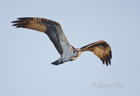 Osprey_Larry Ditto_70K6119 An osprey flying over a ranch lake near the Rio Grande at the Legal Eagle Ranch, Eagle Pass, Texas.