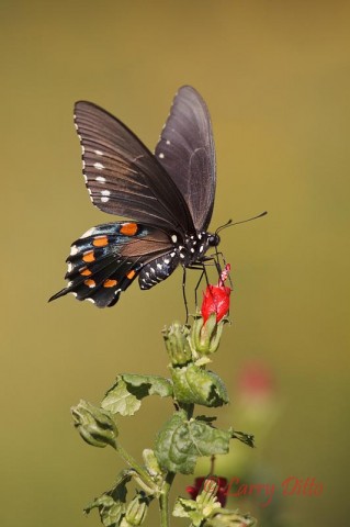 Pipevine Swallowtail_Larry Ditto_MG_6142 Pipevine Swallowtails are hard to photograph because their wings continue beating while they extract nectar from flowers like this Turk's Cap.