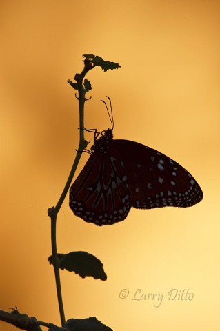 Queen butterfly clinging to a flower stalk at sunrise